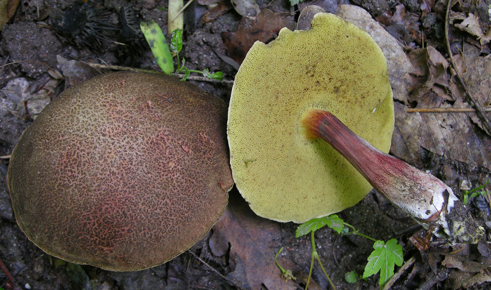 D''accordo per Boletus chrysenteron Bull
